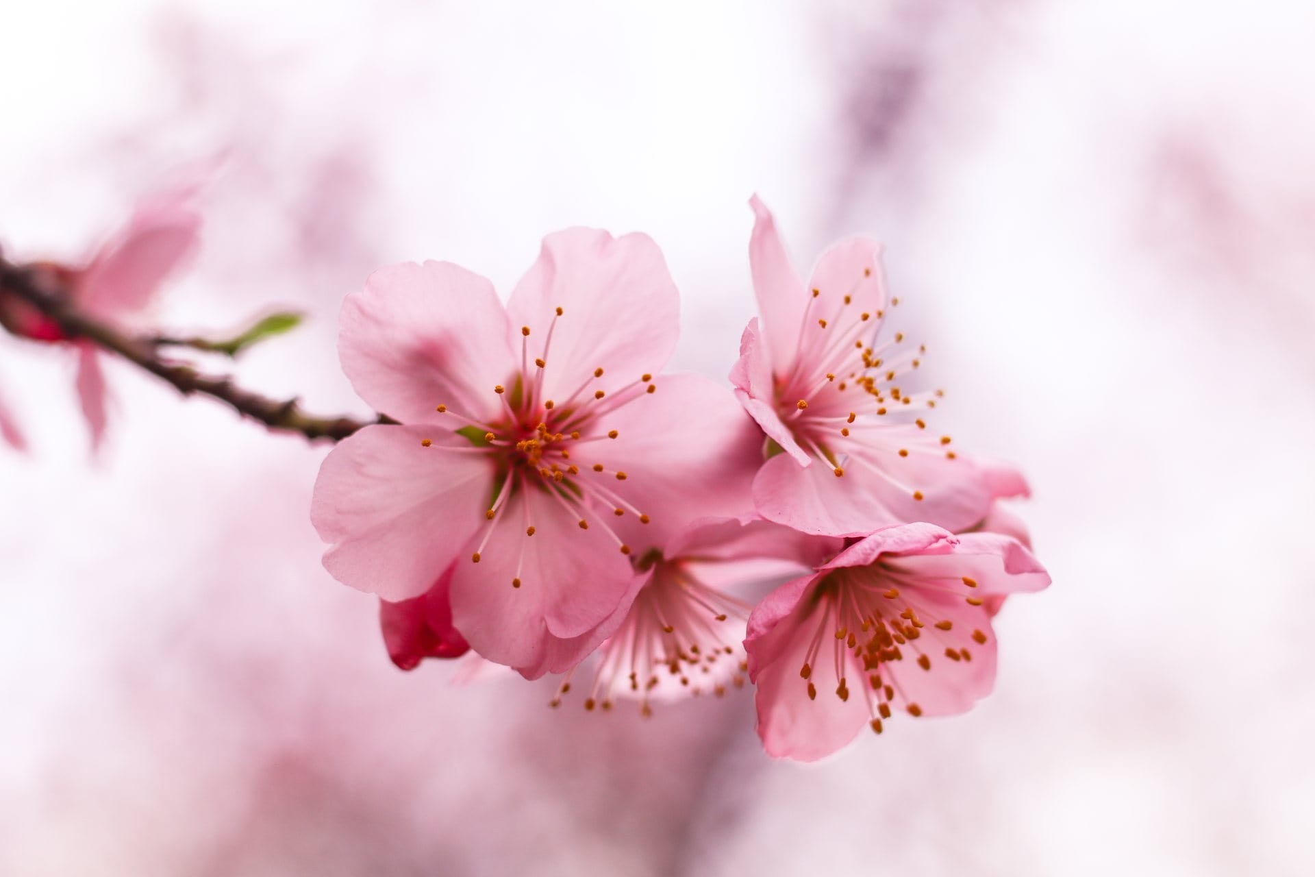 Fleurs de cerisier, symbole de renouveau