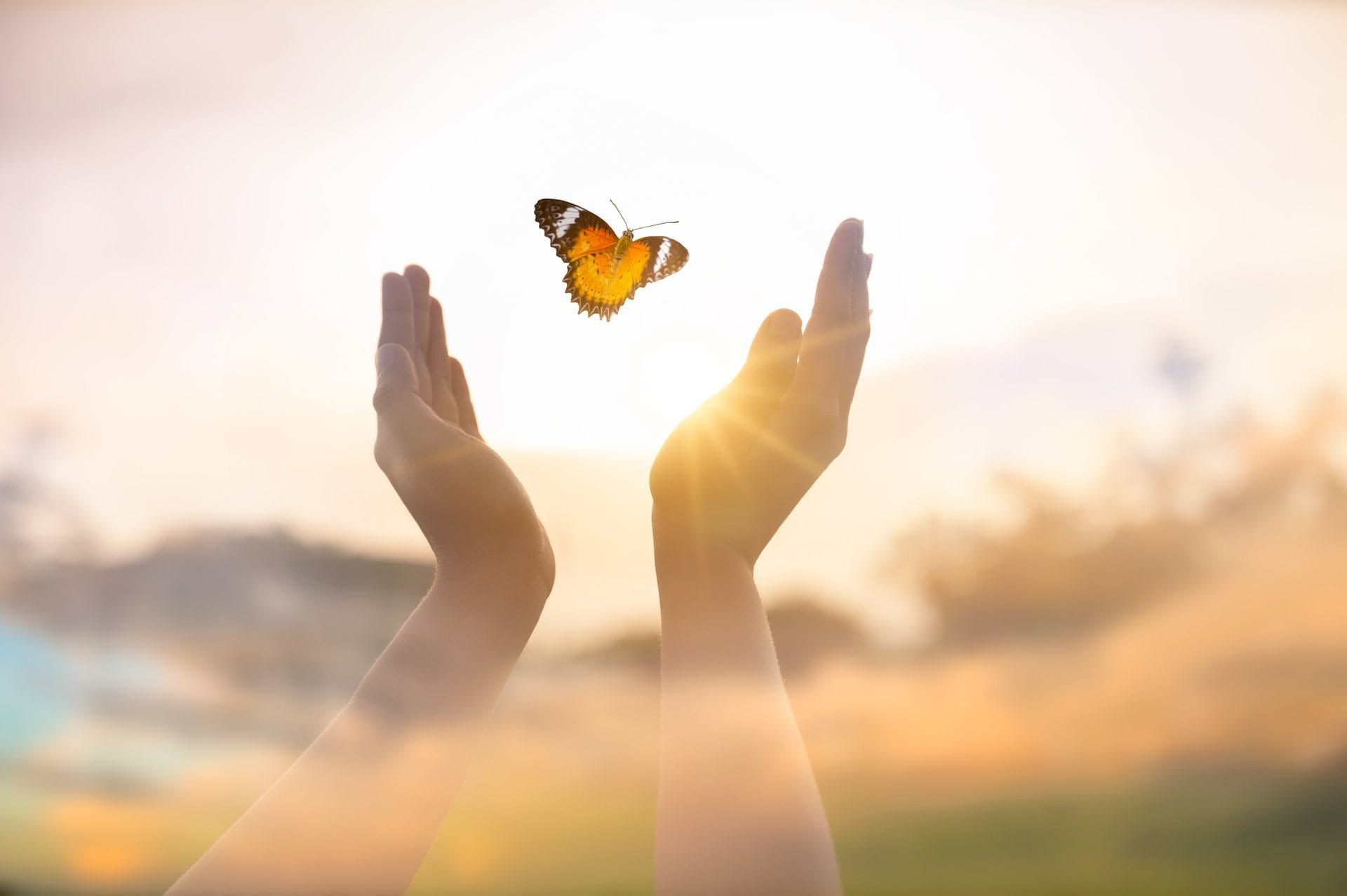 Mains libérant un papillon, symbole de liberté intérieure